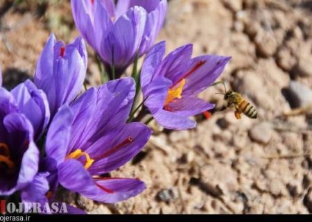 کشاورزان زنجانی از خاک، طلا برداشت می‌کنند