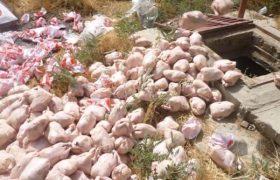 معدوم‌سازی ۸۳ هزار کیلوگرم گوشت مرغ در زنجان