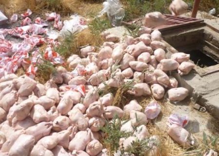 معدوم‌سازی ۸۳ هزار کیلوگرم گوشت مرغ در زنجان