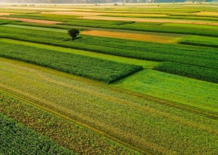 اجرای طرح جهش تولید در 450 هزار هکتار اراضی زنجان