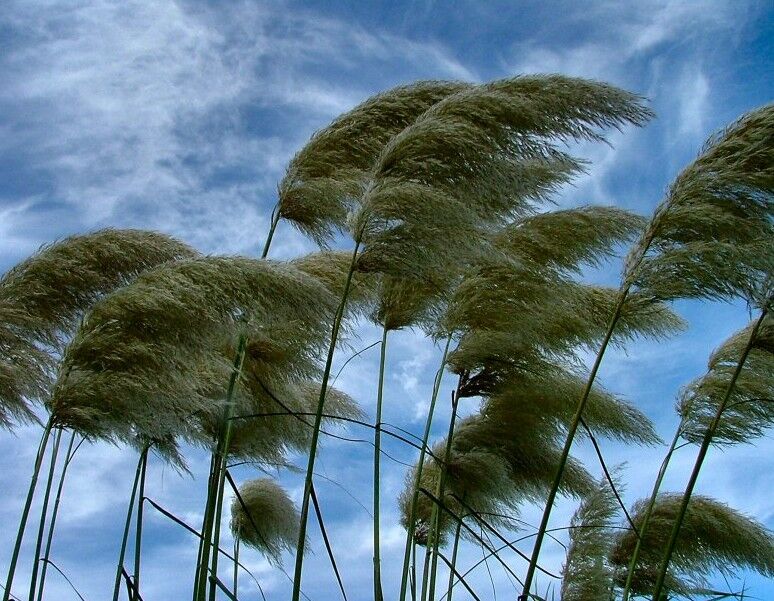 وزش شدید باد استان زنجان را فرا می گیرد