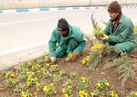 کاشت ۴۴۰۰ اصله درخت در ۳۶ محور شهری زنجان