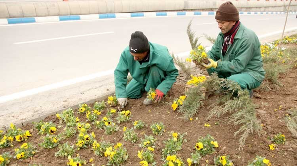 کاشت ۴۴۰۰ اصله درخت در ۳۶ محور شهری زنجان